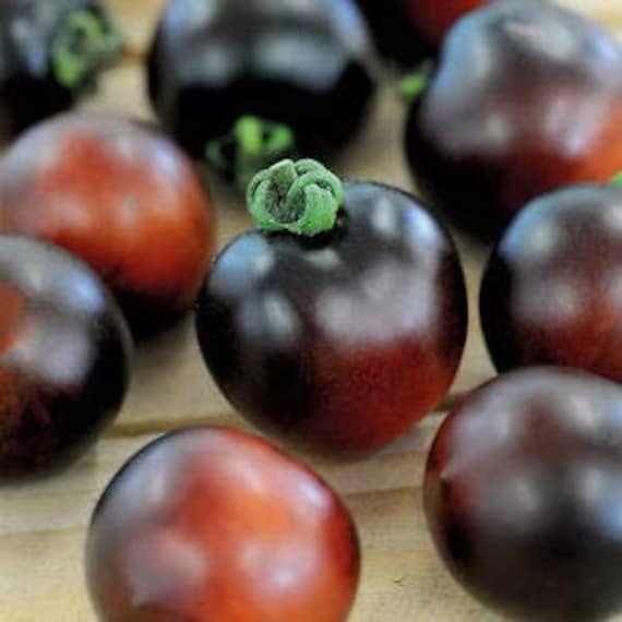 Indigo Kirsche Erbstck-Tomaten-Premium-Saatgut-Pckchen - Etsy sterreich