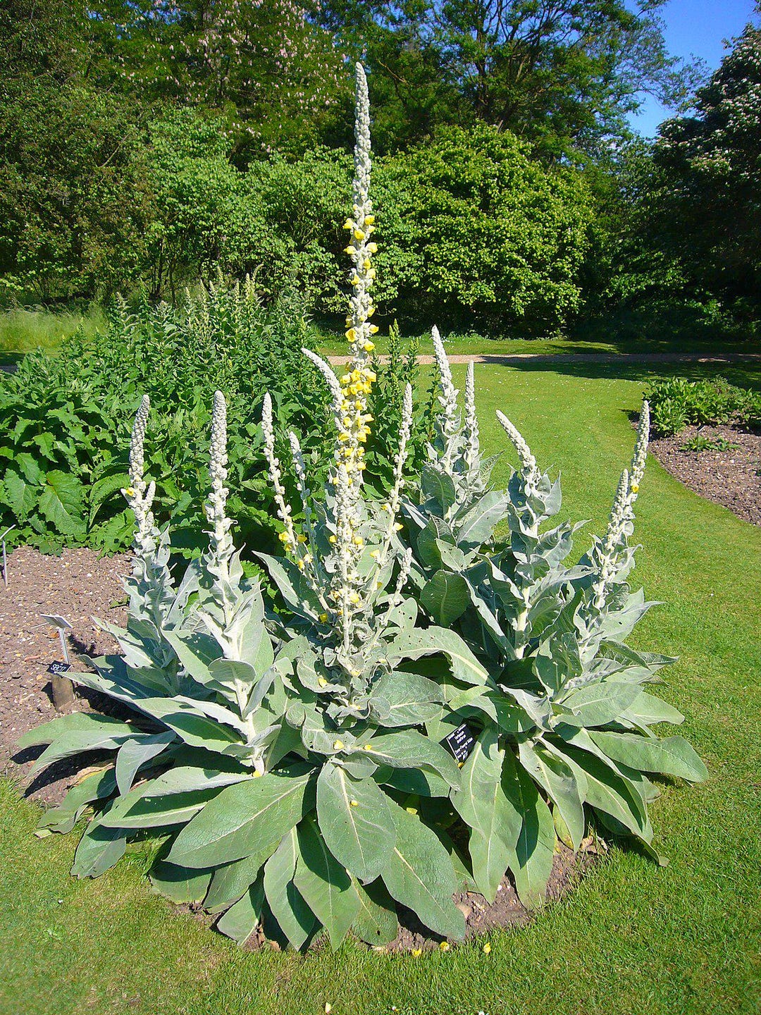 Denseflower Yellow Mullein Verbascum Densiflorum Medicinal Tea