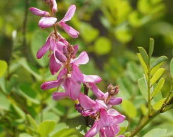 True Indigo Indigofera tinctoria Dye Premium Seed Packet