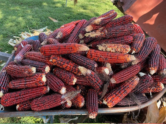 Red corn on sale