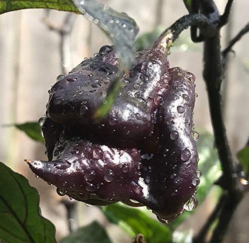 Purple Carolina Reaper HP22B Pepper Premium Seed Packet Record Hottes…