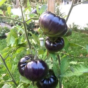 Black Beauty Beefsteak Heirloom Tomato Premium Seed Packet