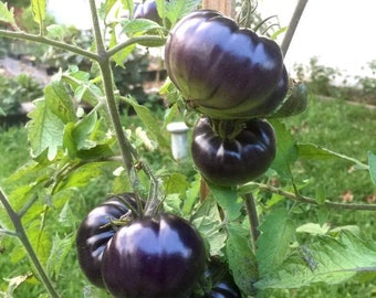 Black Beauty Beefsteak Heirloom Tomato Premium Seed Packet