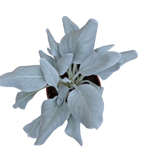 LIVE PLANT 3" POT True White Sage Salvia apiana Smudge Smudging Premium