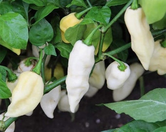 Yellow Ghost Pepper Bhut Jolokia Heirloom Pepper Premium Seed | Etsy
