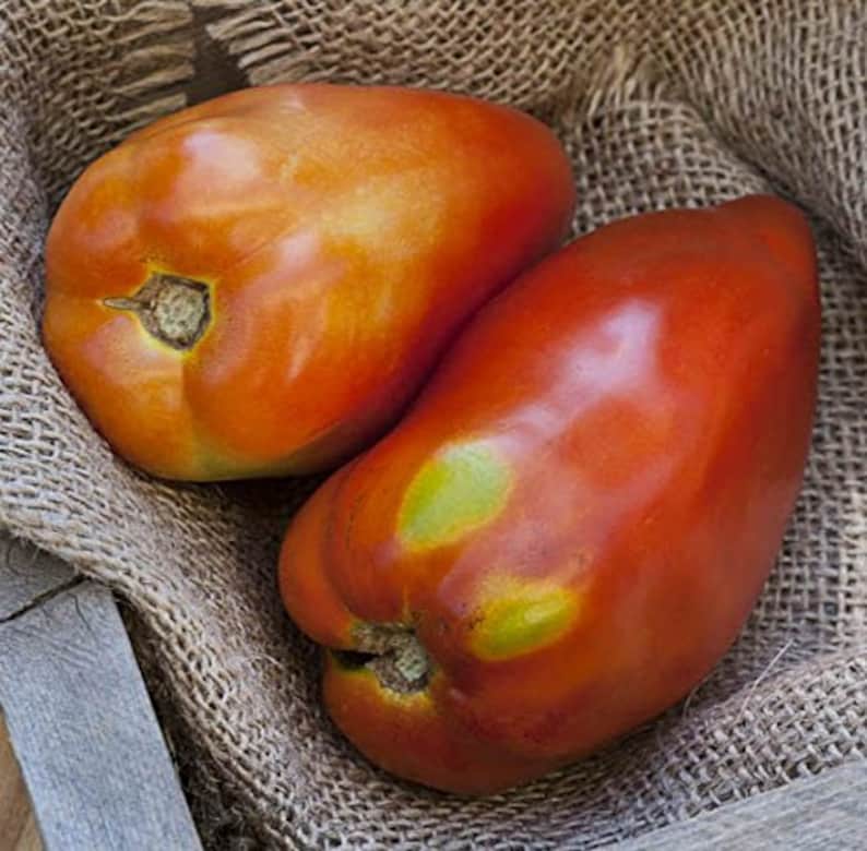San Marzano Redorta Heirloom Tomato Premium Seed Packet image 4
