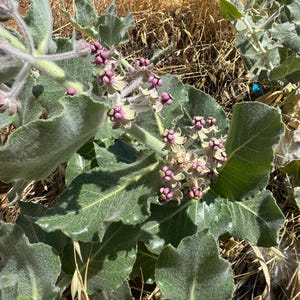 Könnte beinhalten: Nahaufnahme einer Seidenpflanze mit großen, grünen, samtigen Blättern und Trauben kleiner, rosa- und cremefarbener Blüten. Die Pflanze steht vor einem Hintergrund aus trockenem, braunem Gras und Laub, was auf eine natürliche Umgebung im Freien hindeutet.