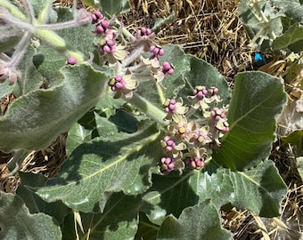 May include: Close-up of a milkweed plant with large, green, velvety leaves and clusters of small, pink and cream-colored flowers. The plant is set against a backdrop of dry, brown grasses and foliage, suggesting a natural, outdoor setting.