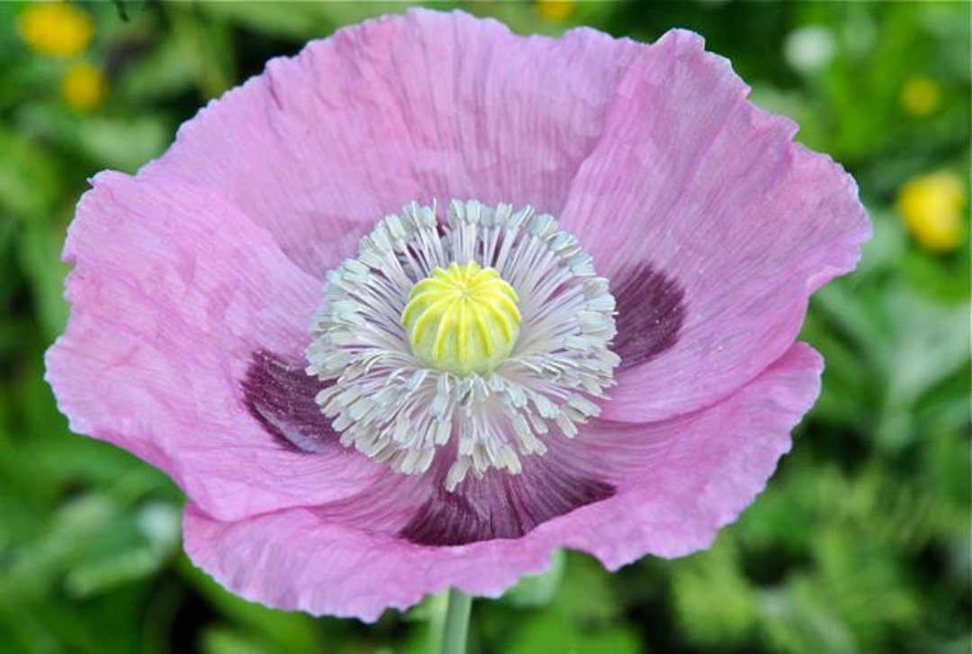 Poppy Papaver Somniferum Wildflower Poppies Premium Seed Packet Etsy
