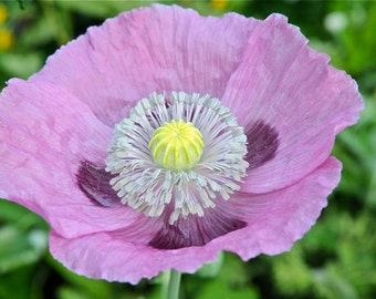 Poppy Papaver somniferum Wildflower Poppies Premium Seed Packet