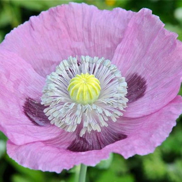 Poppy Papaver somniferum Wildflower Poppies Premium Seed Packet