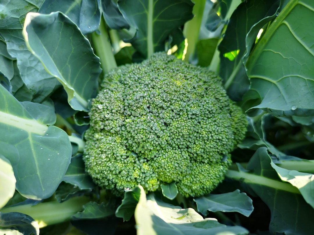 Waltham 29 Heirloom Broccoli Premium Seed Packet Etsy