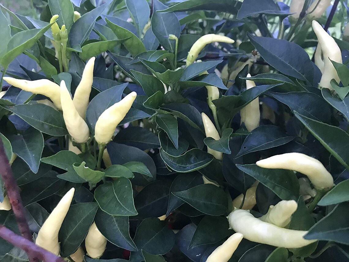 White Thai Heirloom Chili Pepper Premium Seed Packet Etsy Australia