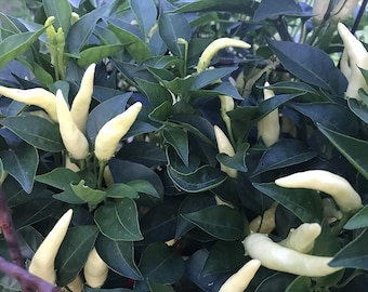 May include: A close-up of a white pepper plant with many small, white peppers growing on it. The plant has dark green leaves.