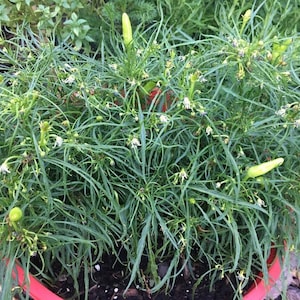 May include: A close-up of a potted plant with long, thin green leaves and small white flowers. There are several green peppers growing on the plant.
