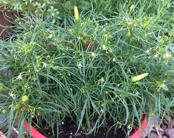May include: A close-up of a potted plant with long, thin green leaves and small white flowers. There are several green peppers growing on the plant.