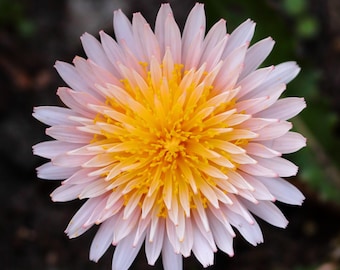 ピンクのタンポポの種～Taraxacum pseudoroseum～ - Etsy 日本
