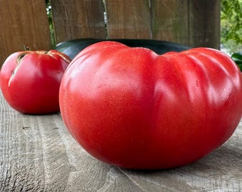 Sachet de graines de tomates anciennes de qualité supérieure Bill Bean