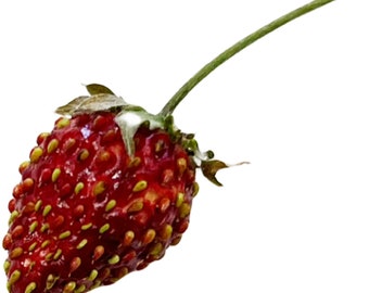 Reine des Vallees Red Alpine Strawberry Fraise des Bois Premium Seed Packet