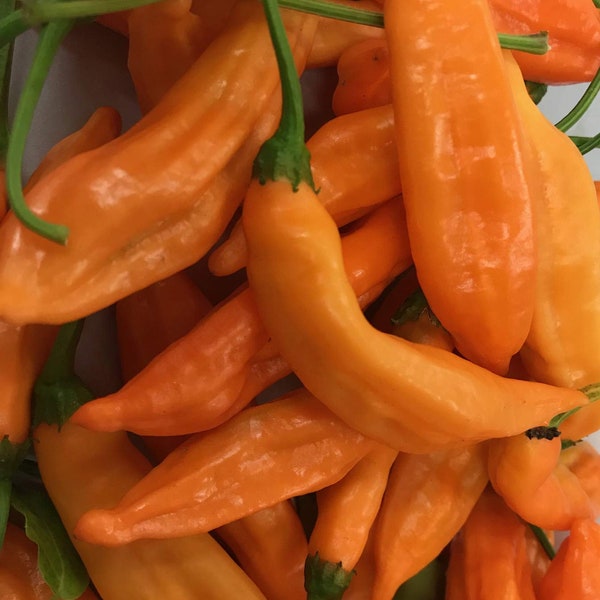Aji Orange Drop Limon Kellu Uchu Chile Heirloom Pepper Premium Seed Packet + More