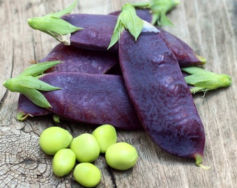 Purple Snow Pea Peas Stir Fry Seed Packet