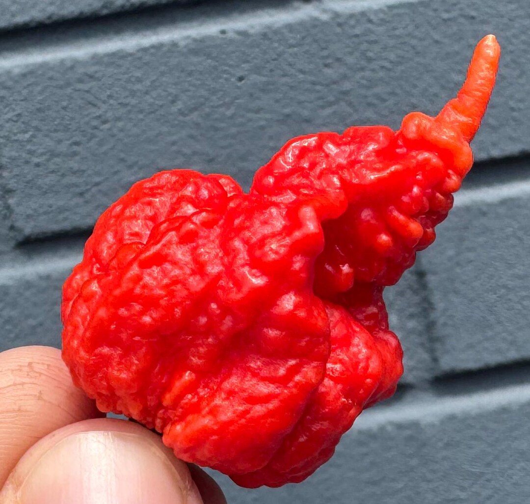 RB003 RB 003 Ultra Hot Pepper Premium Seeds for Planting - Etsy Canada