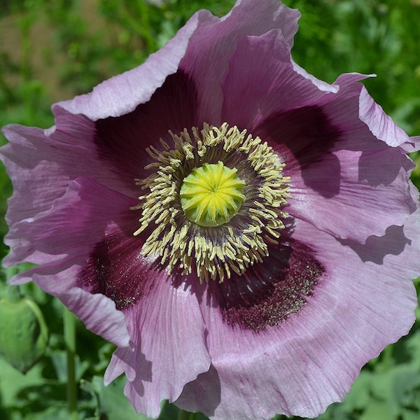 Giant Purple Poppy Papaver Somniferum Premium Seed Packet