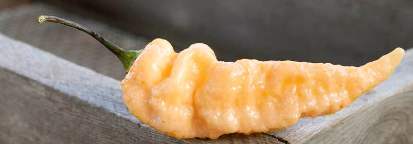 Peach Bhut Jolokia Heirloom Ghost Pepper Premium Seed Packet - Etsy