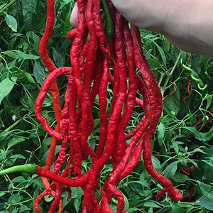 Może przedstawiać: Pęk długich, cienkich, czerwonych papryczek chili z zieloną łodygą. Papryczki są skręcone i zakręcone, a trzyma je w dłoni osoba.
