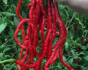 Thunder Mountain Longhorn Cayenne Heirloom Pepper Premium Seed Packet Longest Pepper in The World