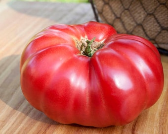 Hipoteca levantador reliquia Beefsteak tomate Premium paquete de semilla