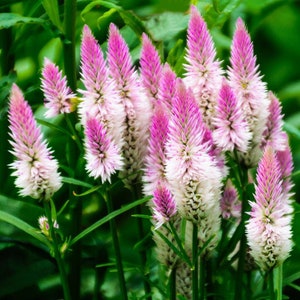 Flamingo Feather Celosia Dried Flower Premium Seed Packet