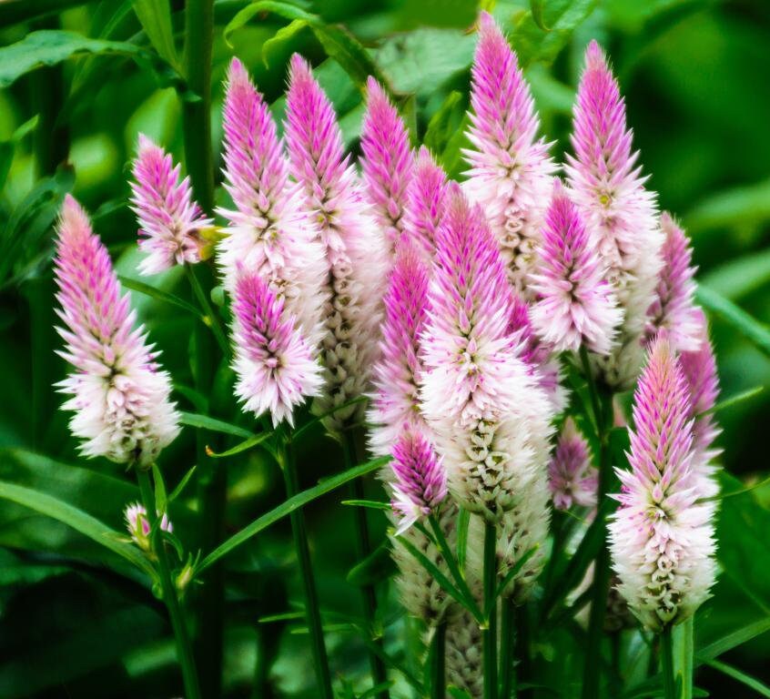Flamingo Feather Celosia Dried Flower Premium Seed Packet