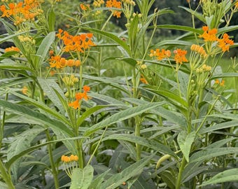 Zijdeachtige gouden tropische soort plant vlinder wiet soort plant Asclepias curassavica Premium Seed Packet Monarch