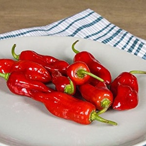 Piment de Bresse Heirloom peper Premium zaad Packet + meer