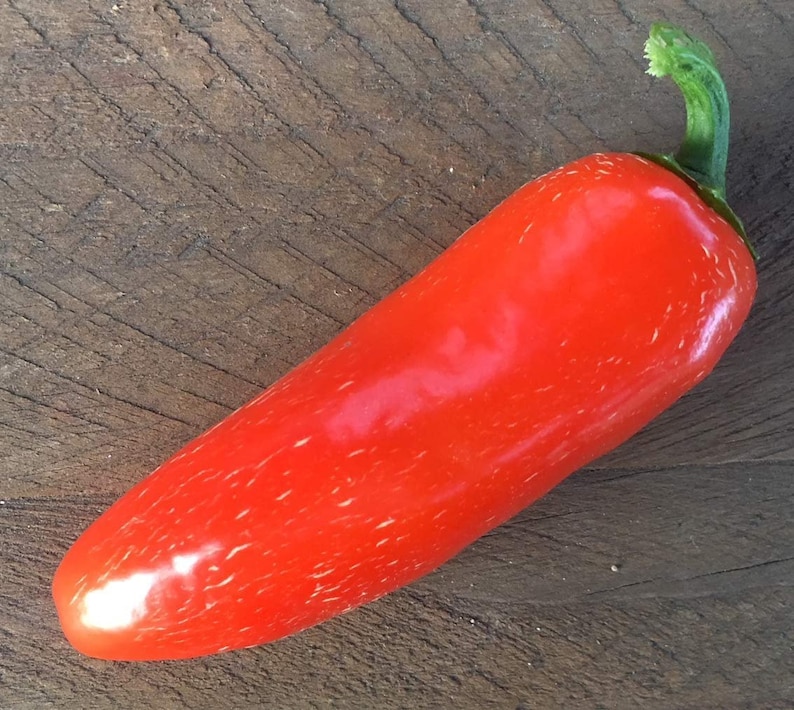 Orange Spice Jalapeno Pepper Premium Seed Packet Perfect for Etsy
