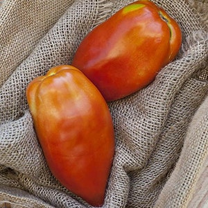 San Marzano Redorta Heirloom Tomato Premium Seed Packet image 2