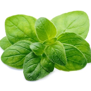 May include: A bunch of fresh green oregano leaves.