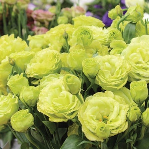 May include: A bouquet of light green lisianthus flowers with green stems and leaves.