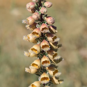 May include: A close-up of a tall stalk of foxglove flowers. The flowers are a pale yellow color and have a bell-shaped form. The flowers are clustered together on the stalk, creating a beautiful display.