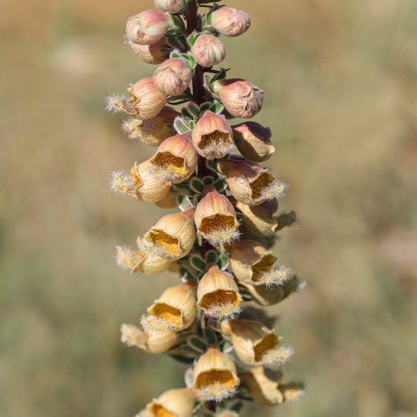 Golden Grecian Foxglove Digitalis Cut Flowers Premium Seed Packet