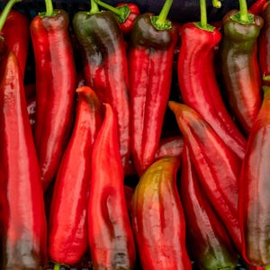 Könnte beinhalten: Nahaufnahme einer Gruppe roter und dunkelroter Chilischoten. Die Chilischoten sind in einem Korb angeordnet und zeigen alle in verschiedene Richtungen.