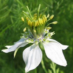May include: A white flower with yellow and green centers. The flower has five petals and is surrounded by green foliage.