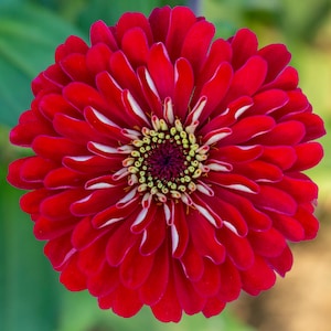Peut inclure: Une fleur de zinnia rouge vif avec des rayures blanches sur les pétales. Le centre de la fleur est rouge foncé avec des accents jaunes et verts.