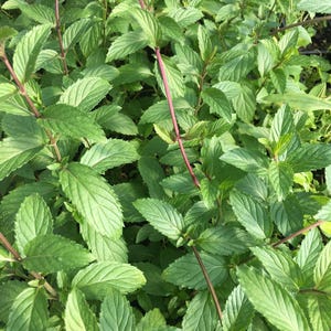 May include: A dense cluster of vibrant green mint leaves with serrated edges and prominent veins. The plant features slender, reddish-purple stems that grow upright, supporting the lush foliage in a natural, overlapping arrangement of leaves.