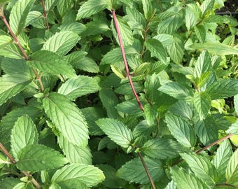 May include: A dense cluster of vibrant green mint leaves with serrated edges and prominent veins. The plant features slender, reddish-purple stems that grow upright, supporting the lush foliage in a natural, overlapping arrangement of leaves.