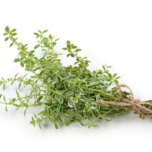 May include: A bunch of fresh thyme, a culinary herb, with green and white variegated leaves. The thyme is tied with twine, highlighting its natural presentation. The image is set against a clean white background.