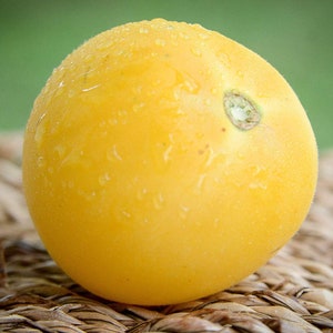 May include: A bright yellow tomato with a smooth, shiny skin and water droplets on its surface. The tomato is sitting on a woven brown wicker surface.