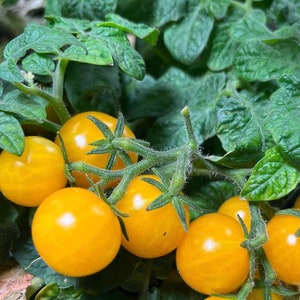 Orange Hat Micro Dwarf Bonsai Tomato Premium Seed Packet
