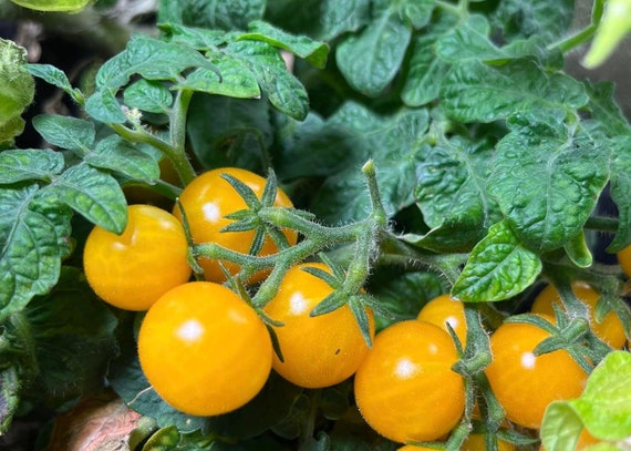 Oranger Hut Micro Zwerg Bonsai Tomate Premium Seed Packet - Etsy.de